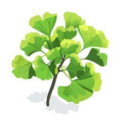 Obraz premium Ginkgo Biloba, vector graphic, 2D flat isometric cartoon illustration on white background. 