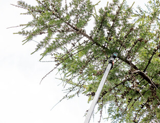 Gardener trimming branches. Spring work. Close-up of pruning branches on old tall European larch...