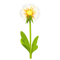 Dandelion, cartoon vector illustration, flat 2D isometric style, white background.