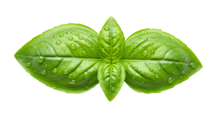 Fresh green basil leaves with water drops culinary herb aromatic ingredient for cooking and garnish 100 char on transparent background