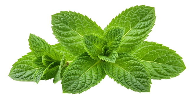 Fresh mint leaves close up shot for mojito tea and culinary use aromatic green herb spearmint peppermint on transparent background