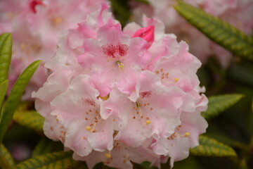 Pink rhododendron bush close up in garden