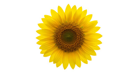 Obraz premium Isolated sunflower flower photography close up macro shot on black background for stock images and design on transparent background