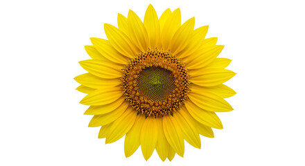 Fototapeta premium Isolated sunflower close up photography, bright yellow petals, summer flower, floral beauty, botanical art on transparent background