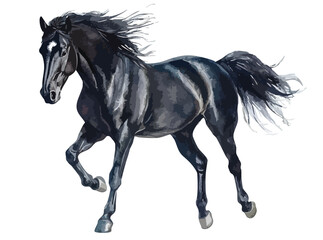 Fototapeta premium Running black horse, isolated watercolor illustration