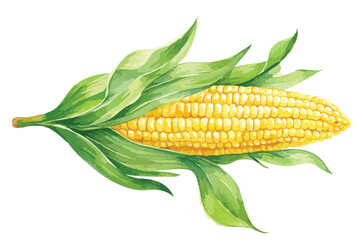 ear of corn, isolated watercolor illustration