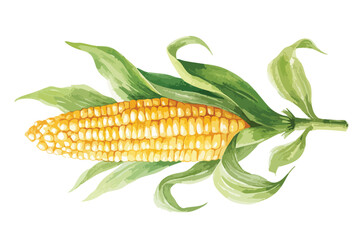 Ripe corn on the cob, isolated watercolor illustration