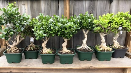 Six Miniature Bonsai Trees in Pots on Wooden Shelf