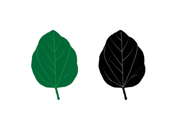 Green and black leaf isolated on transparent.