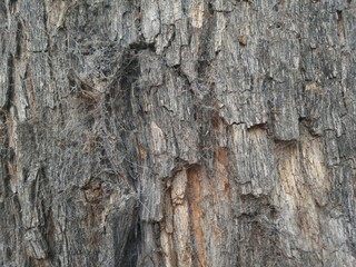 Old tree bark with cobwebs close-up. space for text. Copy space 