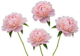 Four pink peony flowers isolated on transparent background