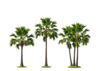 Three tropical palm trees isolated on transparent background