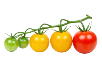 Tomatoes on the vine in various stages of ripeness isolated on transparent background