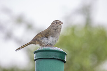 Olve Sparrow sitting on top of a green post
