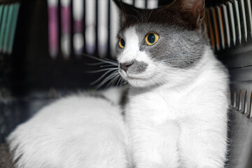 Black and white Cat in a Carrier Box. Pet Travel, Animal Shelter, and Veterinary Care. Carrying for animals. Relocation and animal, pet transportation concept. Cat in Cage After Surgery for transport.