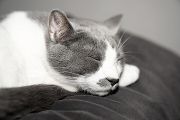 grey and white cat portrait. Muzzle of a gray fluffy cat close up lying on the couch or sofa or bed. Black, dark background. big eyes. copy space. pet ownership, pet friendship concept. Pet portrait.
