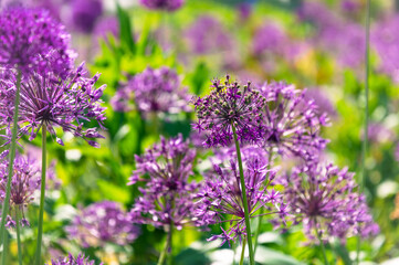 Blooming purple allium flower in the spring garden