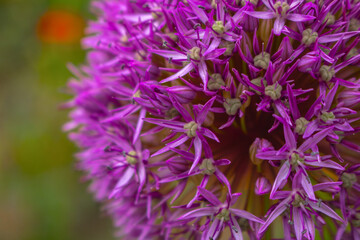 Close-Up of a Spherical Cluster of Purple Star-Shaped Flowers – Vibrant Floral Detail with Soft...