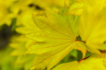 Close-Up of Japanese Golden Maple Leaves – Yellow Foliage with Red Veins for Botanical, Seasonal,...