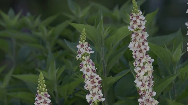Tokyo, Japan - May 26, 2025: Verbascum Thapsus or common mullein or woolly mullein