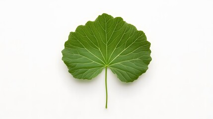 Single Green Leaf Isolated on White Background Botanical Nature Photography
