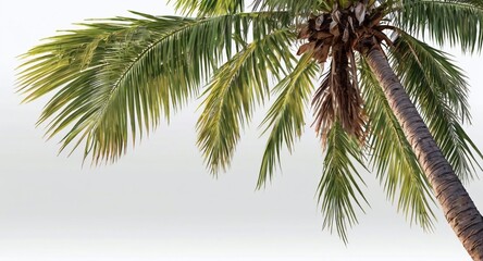 Obraz premium Lush Green Coconut Palm Tree against a Cloudy Sky