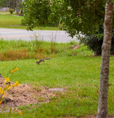 A northern gray squirrel (Sciurus carolinensis) playing on the concrete driveway and on the front lawn!