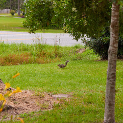 A northern gray squirrel (Sciurus carolinensis) playing on the concrete driveway and on the front lawn!