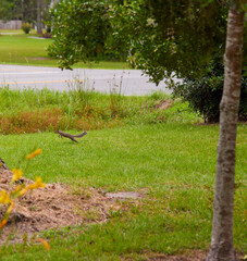 A northern gray squirrel (Sciurus carolinensis) playing on the concrete driveway and on the front lawn!