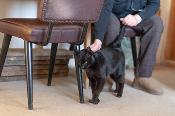 The black tomcat on the concrete floor petting with his lady owner  in the living room