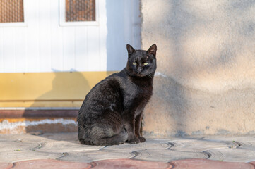 Young domestic black cat sitting on the concrete floor in the front of the house on the sunny evening.