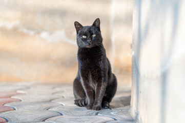 Young domestic black cat sitting on the concrete floor in the front of the house on the sunny evening.