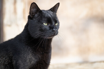 Portrait of a beautiful black tomcat 
