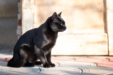 Young domestic black cat sitting on the concrete floor in the front of the house on the sunny evening.