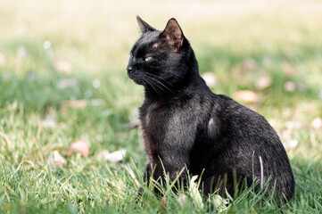 A black domestic cat is sitting on the grass and watching the surroundings