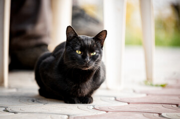 Young lazy domestic black cat lying on the concrete floor in the front of the house on the sunny evening.