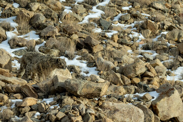 a snow leopard is looking for a prey