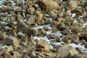 the walk of a snow leopard