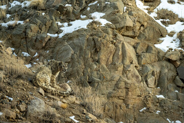 the old king of himalayas