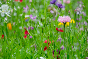 Rosa Kornblume in bunter Blumenwiese