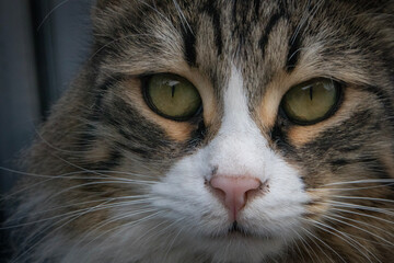 a close-up Beautiful cat