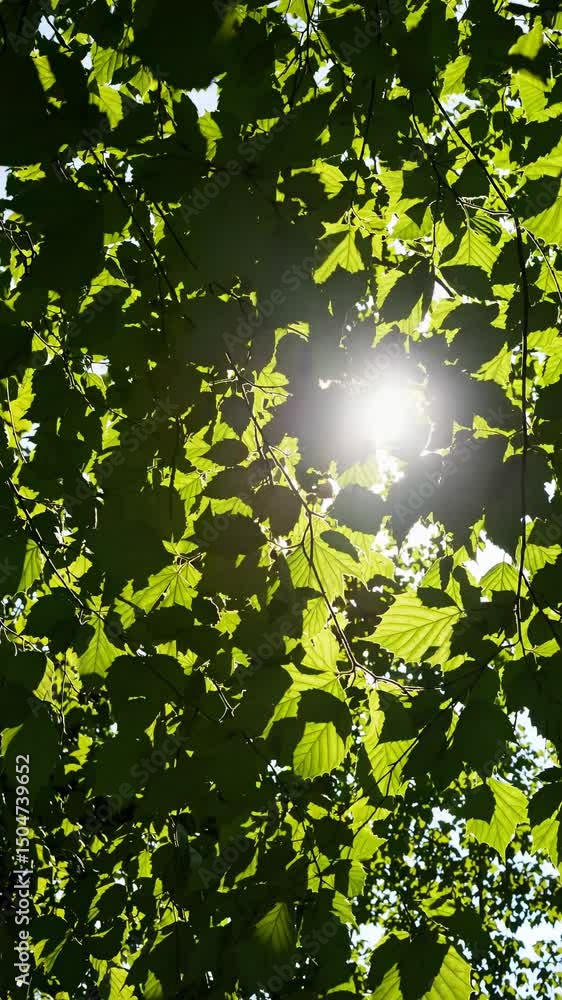 Poster a video still showing sunlight filtering through green leaves from a low angle, creating a serene, n