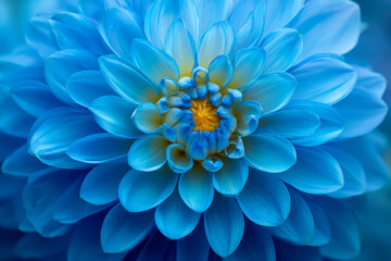 Obraz premium Macro Shot of Blue Dahlia Flower. Close-up of a lively flower bathed in bright sunlight