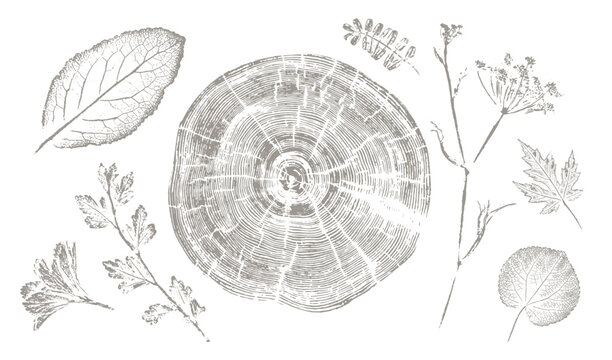 Vector tree rings and vector floral art. Hand drawn line wedding elegant leaves for invitation save the date card. Botanical rustic trendy vector art.