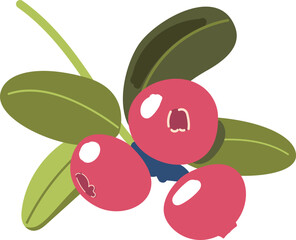 Ripe viburnum or rowan berries