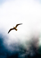 seagull in the blue sky