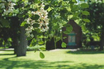 flowering tree in the park