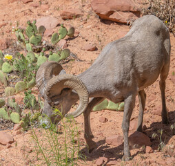 Desert Bighorn Male