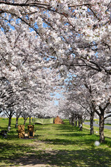 市川市の矢切取水場横の桜