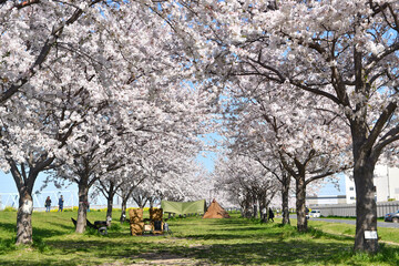 市川市の矢切取水場横の桜